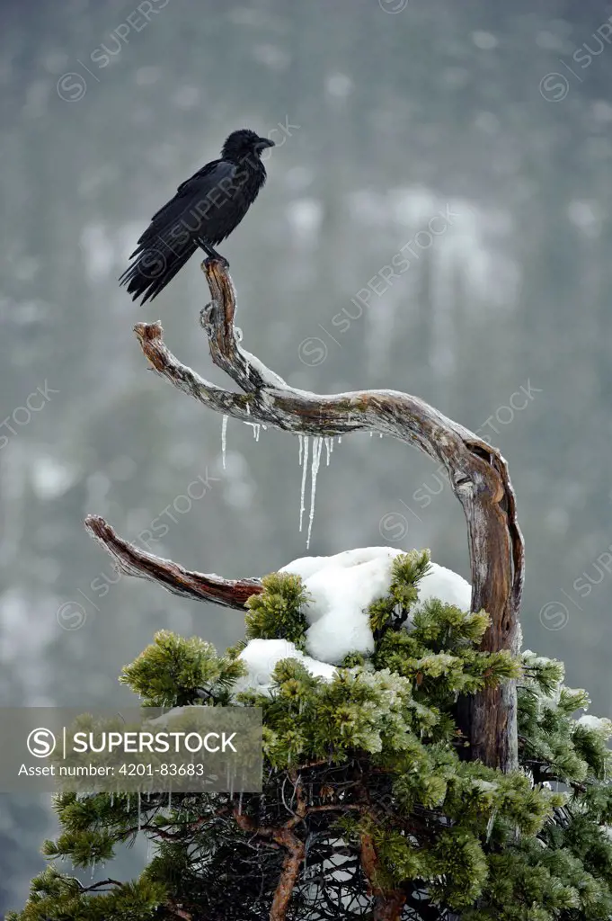Common Raven (Corvus corax), Flatanger, Norway