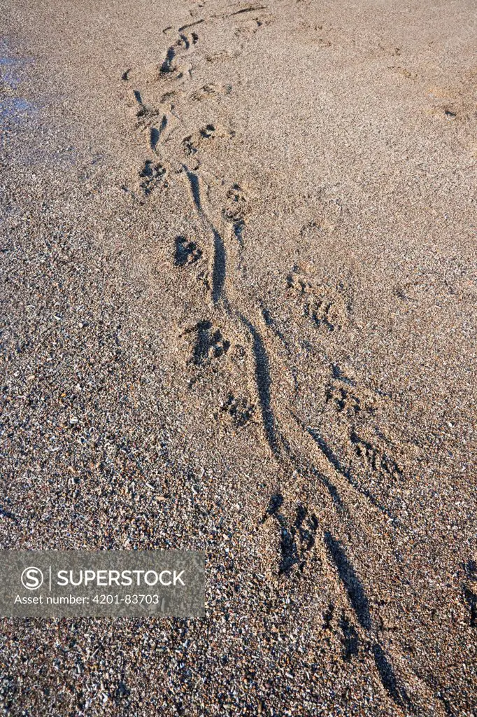 Komodo Dragon (Varanus komodoensis) tracks in sand, Komodo Island, Komodo National Park, Indonesia