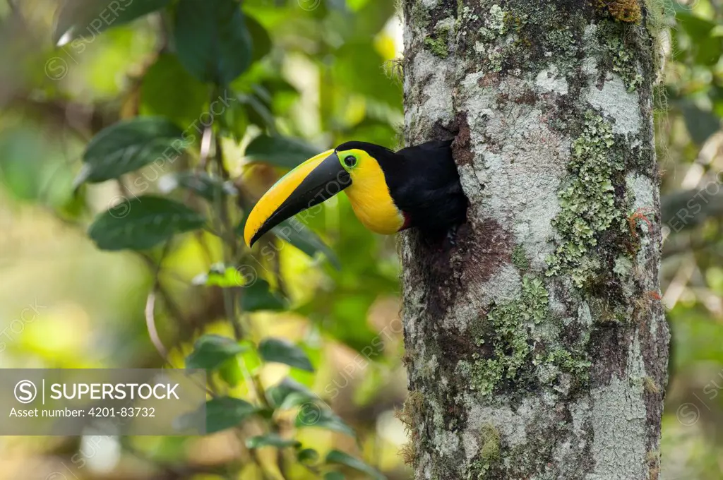 Choco Toucan (Ramphastos brevis) emerging from nest cavity, Ecuador