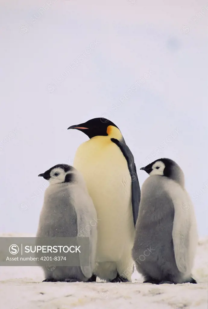 Emperor Penguin (Aptenodytes forsteri) parent with two chicks, Antarctica