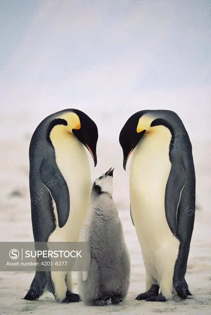 Emperor Penguin (Aptenodytes forsteri) parents with chick, Antarctica