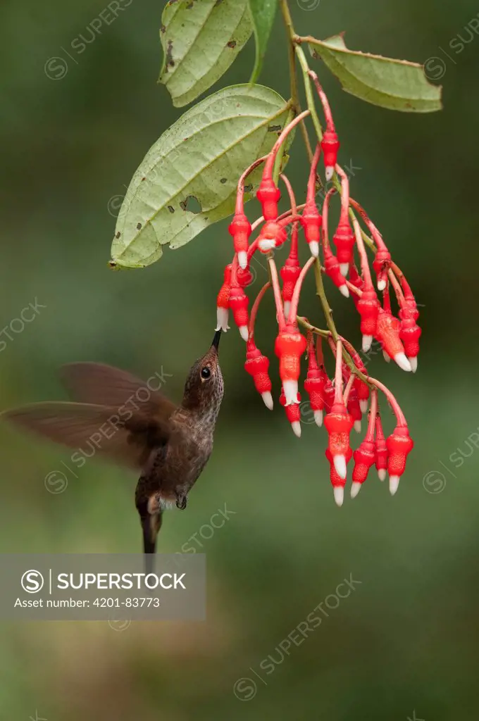 Bronzy Inca (Coeligena coeligena) hummingbird feeding on flower nectar, Ecuador