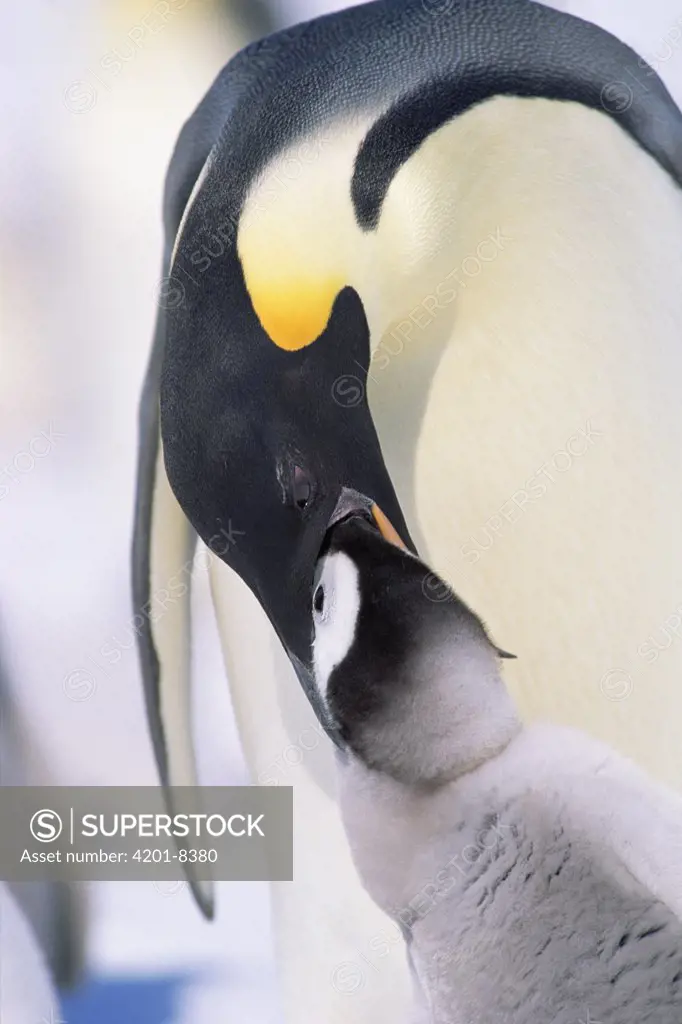 Emperor Penguin (Aptenodytes forsteri) feeding chick, Antarctica