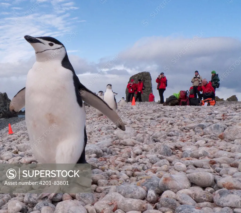 Chinstrap Penguin (Pygoscelis antarctica) on beach near tourists, South Georgia Island