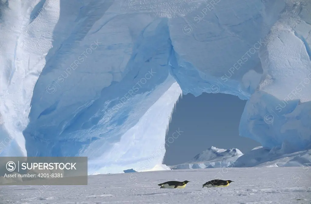 Emperor Penguin (Aptenodytes forsteri) pair tobogganing, Antarctica