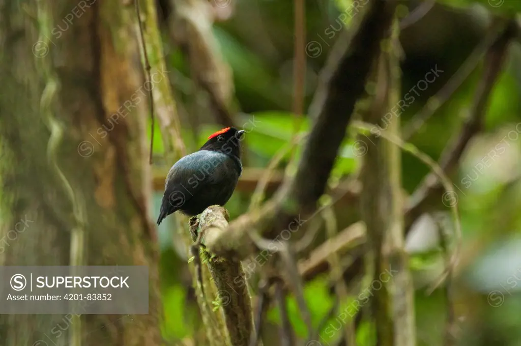 Blue-backed Manakin (Chiroxiphia pareola) male, Ecuador
