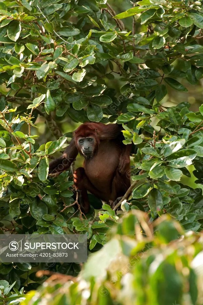 Mantled Howler Monkey (Alouatta palliata) in tree in lowland rainforest, Ecuador