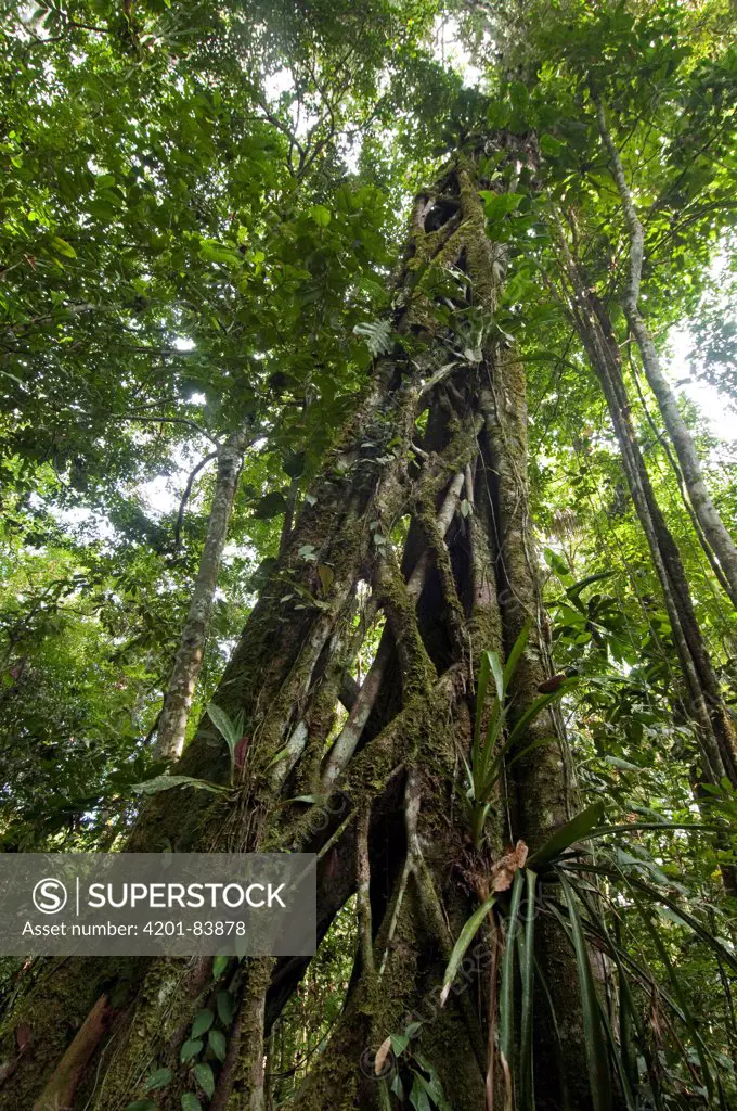 Strangler Fig (Ficus guianensis) after it has finished parasatizing host plant, Yasuni National Park, Ecuador