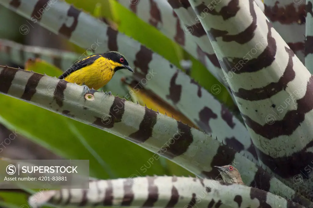 Yellow-bellied Dacnis (Dacnis flaviventer) male and female bathing in bromeliad in canopy, Ecuador