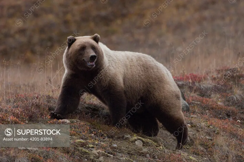 Grizzly Bear (Ursus arctos horribilis) in tundra, Alaska