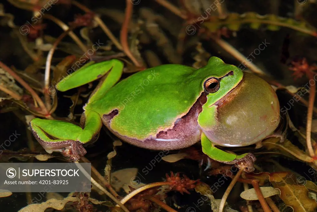 European Tree Frog (Hyla arborea) calling, Switzerland