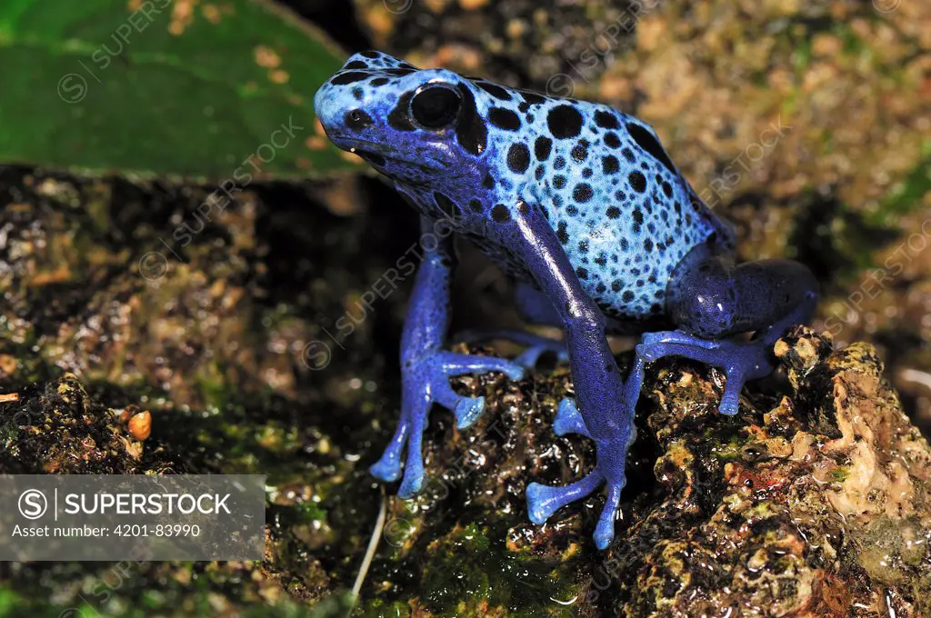 Dyeing Poison Frog (Dendrobates tinctorius), Surinam