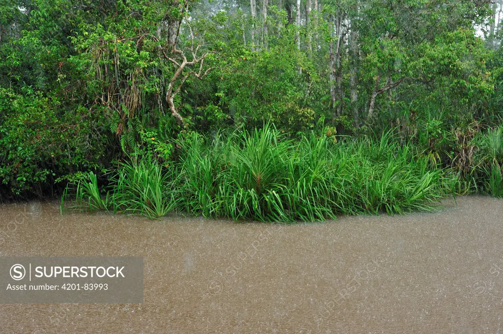 Sekonyer River flooding forest during heavy rain, Tanjung Puting National Park, Borneo, Indonesia