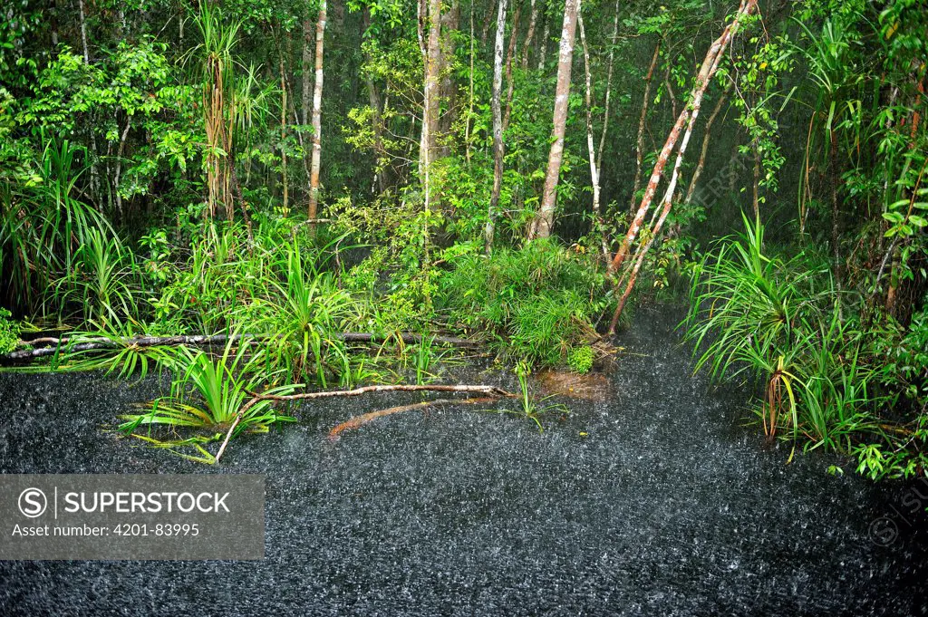 River on the way to Camp Leakey during heavy rain, Tanjung Puting National Park, Borneo, Indonesia