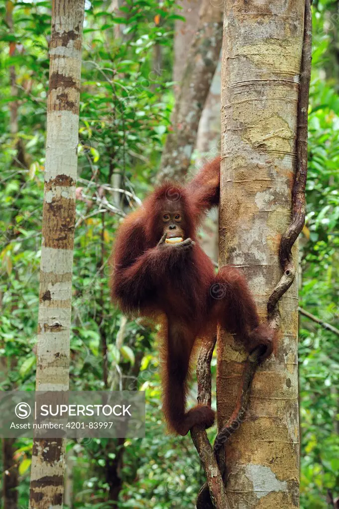 Orangutan (Pongo pygmaeus) juvenile feeding on fruit in tree, Camp Leakey, Tanjung Puting National Park, Borneo, Indonesia