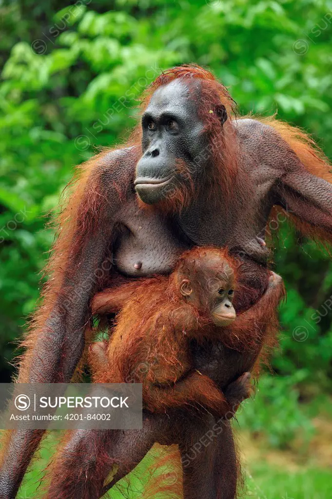 Orangutan (Pongo pygmaeus) female carrying young, Camp Leakey, Tanjung Puting National Park, Borneo, Indonesia