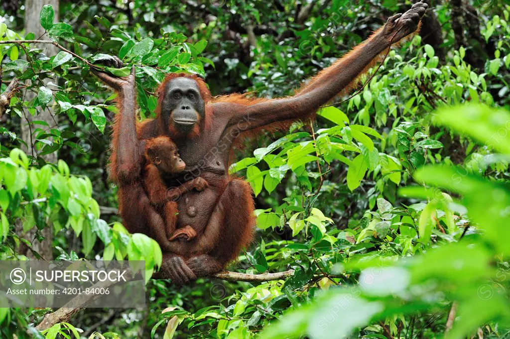 Orangutan (Pongo pygmaeus) female with young, Camp Leakey, Tanjung Puting National Park, Borneo, Indonesia