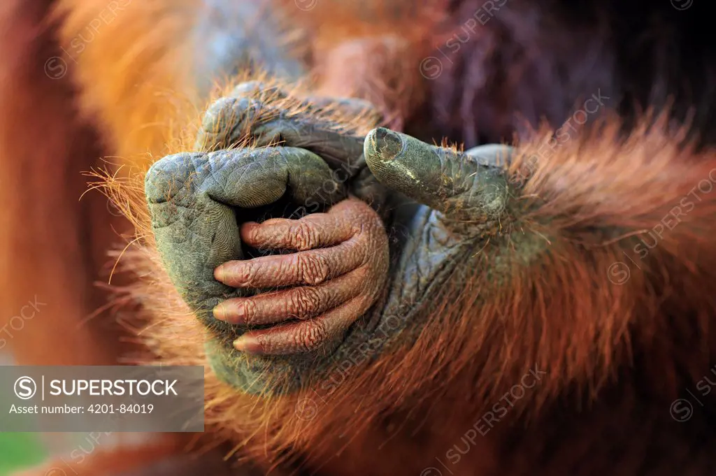 Orangutan (Pongo pygmaeus) mother's and baby's hands, Camp Leakey, Tanjung Puting National Park, Borneo, Indonesia