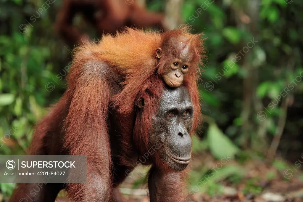 Orangutan (Pongo pygmaeus) baby riding on mother's back, Camp Leakey, Tanjung Puting National Park, Borneo, Indonesia