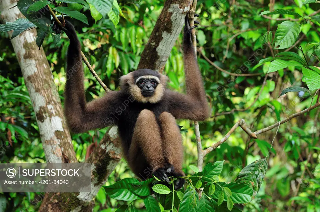 Agile Gibbon (Hylobates agilis), Tanjung Puting National Park, Borneo, Indonesia