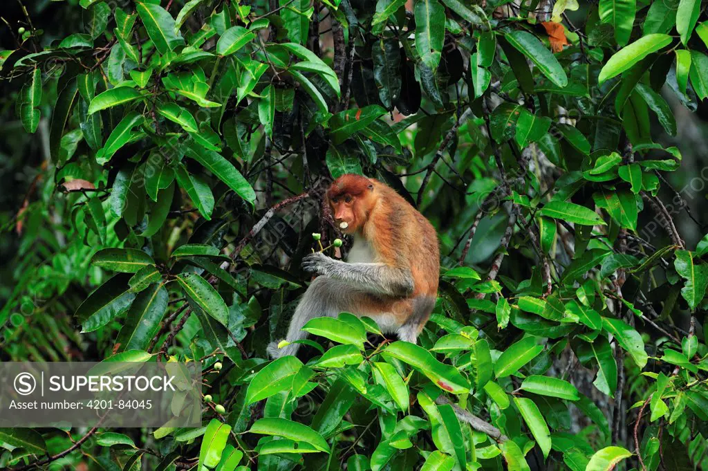 Proboscis Monkey (Nasalis larvatus) female eating fruit, Tanjung Puting National Park, Borneo, Indonesia