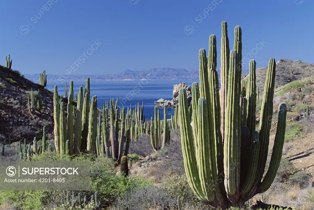 Cardon (Pachycereus pringlei) cactus landscape, Baja California, Mexico