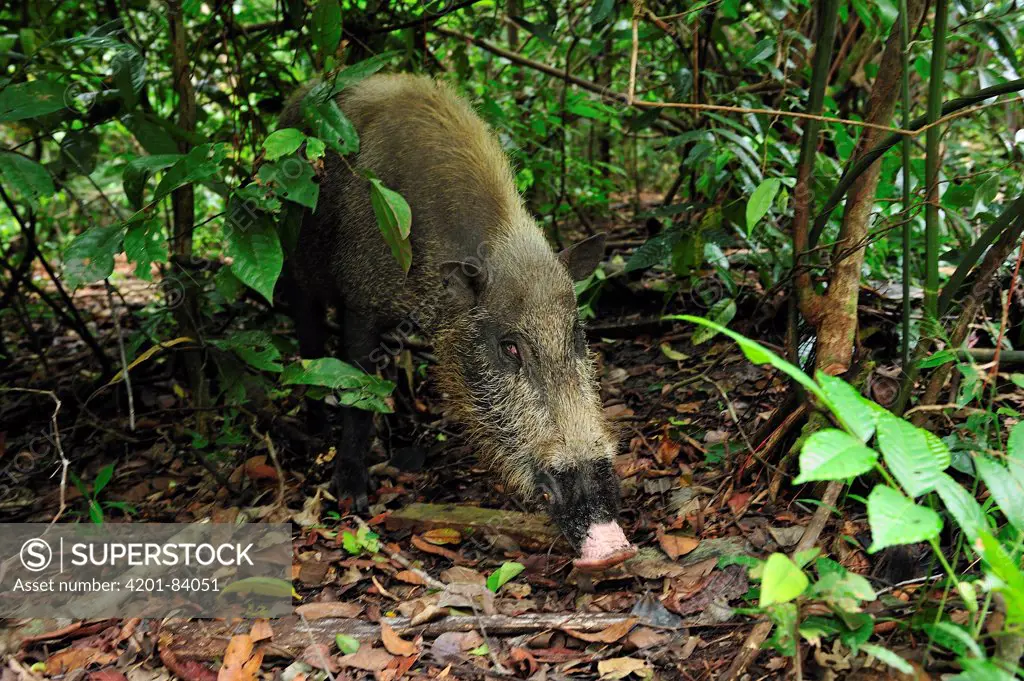 Bearded Pig (Sus barbatus) in rainforest, Tanjung Puting National Park, Borneo, Indonesia