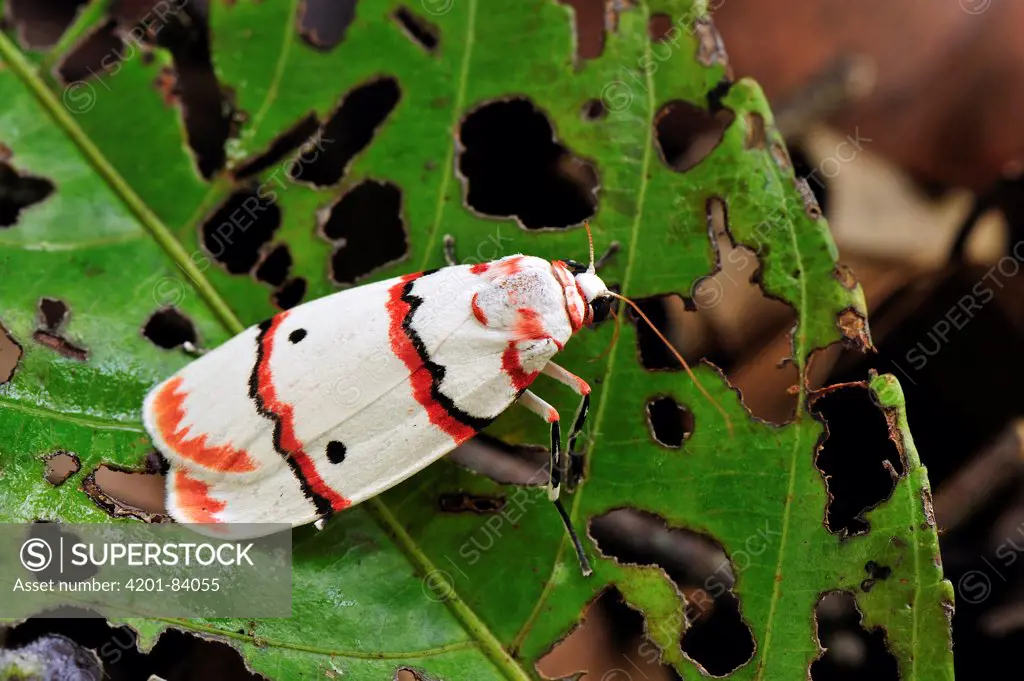 Tiger Moth (Arctiidae), Tanjung Puting National Park, Borneo, Indonesia