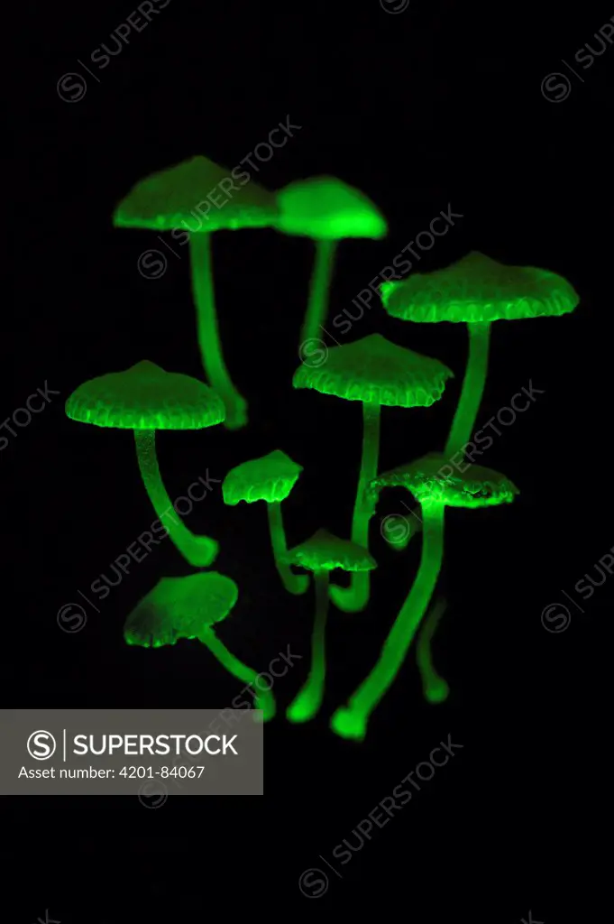 Fluorescent Fungus (Mycena illuminans) mushrooms glowing at night, Tanjung Puting National Park, Borneo, Indonesia
