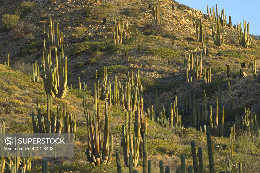 Cardon (Pachycereus pringlei) cactus forest, largest cacti in the world and may live over 200 years, Sonoran Desert, Baja California, Mexico