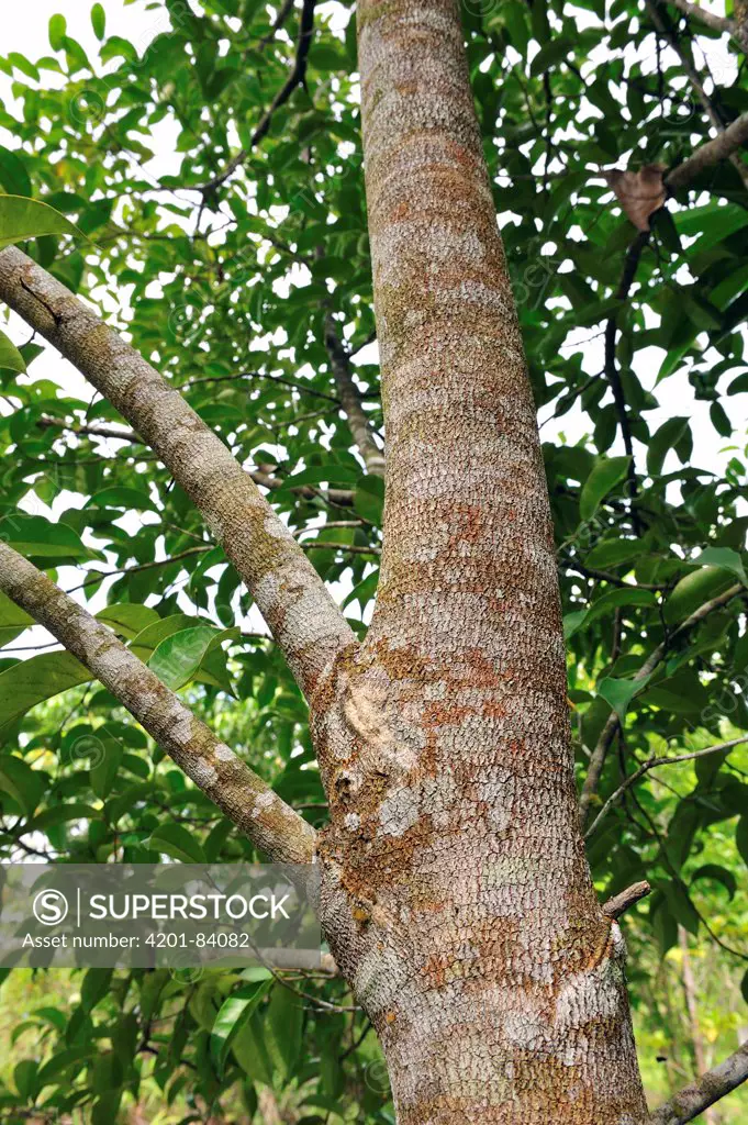 Agarwood (Aquilaria malaccensis), Tanjung Puting National Park, Borneo, Indonesia