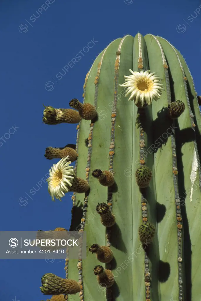 Cardon (Pachycereus pringlei) cactus flowering, Baja California, Mexico