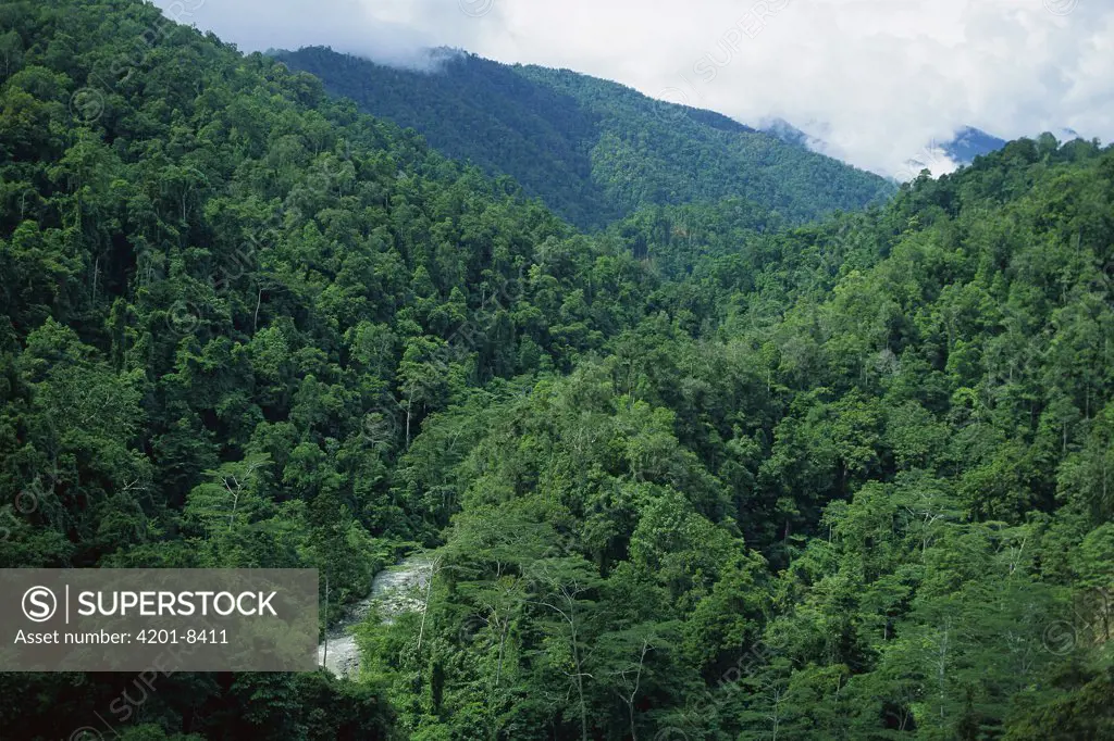 Mixed lowland tropical rainforest vegetation, Arfak Mountains, Irian Jaya, Papua New Guinea