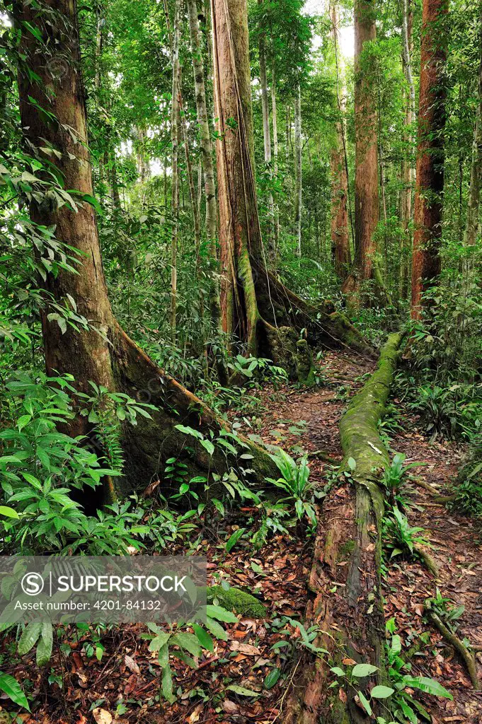 Meranti (Dipterocarpaceae) trees in rainforest, Gunung Leuser National Park, northern Sumatra, Indonesia