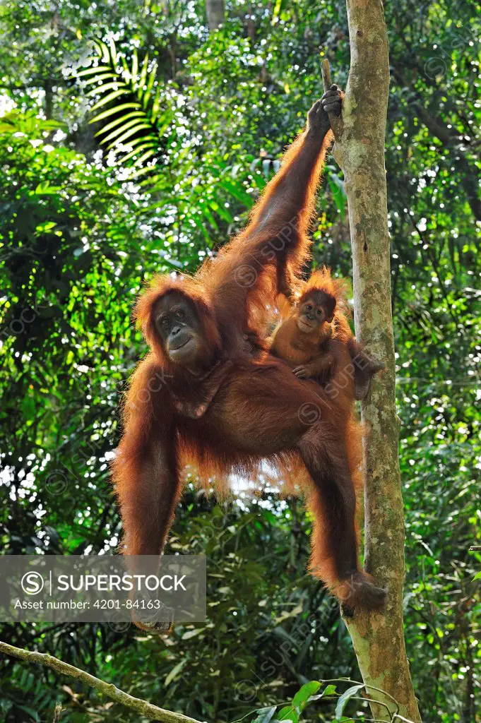 Sumatran Orangutan (Pongo abelii) mother with young hanging from tree, Gunung Leuser National Park, northern Sumatra, Indonesia