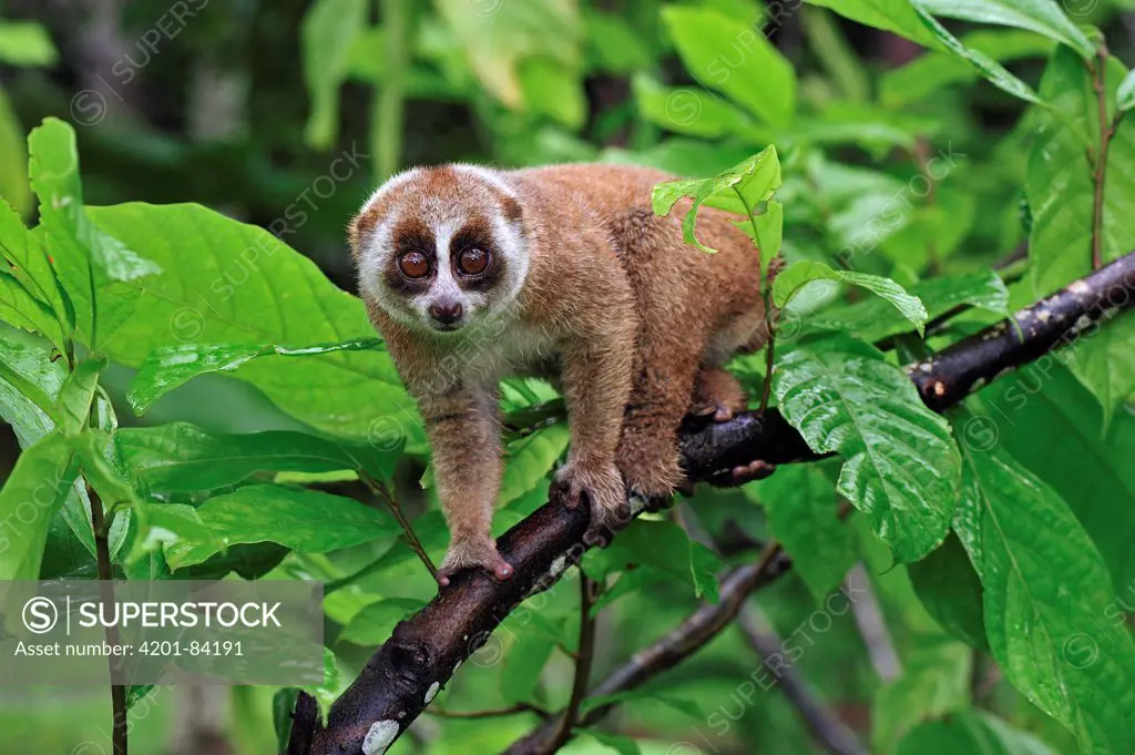 Slow Loris (Nycticebus coucang), northern Sumatra, Indonesia