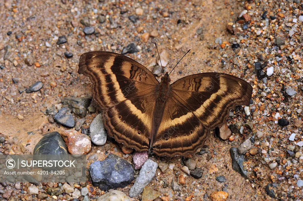 Chocolate Pansy (Junonia iphita) butterfly on ground, Gunung Leuser National Park, northern Sumatra, Indonesia