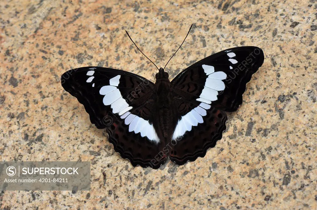 Commander (Limenitis procris) butterfly, Gunung Leuser National Park, northern Sumatra, Indonesia