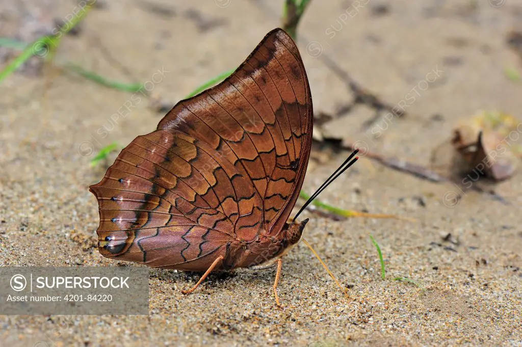 Tawny Rajah (Charaxes bernardus) butterfly feeding on minerals in sand, Gunung Leuser National Park, northern Sumatra, Indonesia