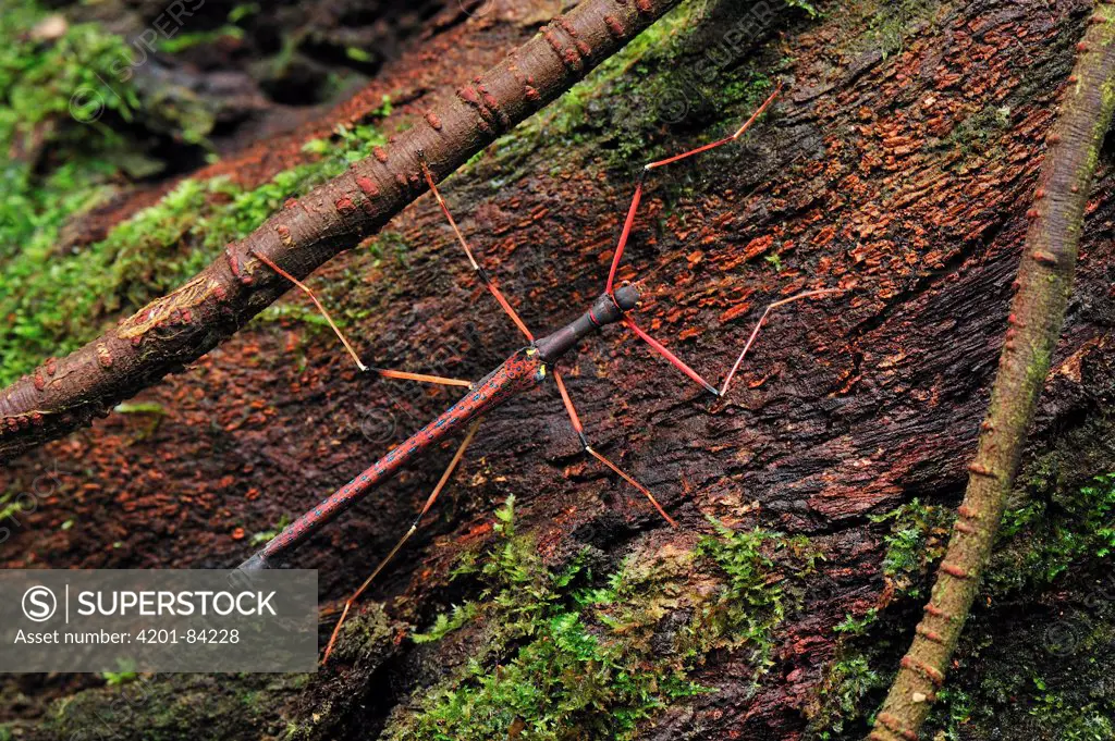 Stick Insect (Diapheromeridae) on tree trunk, Gunung Leuser National Park, northern Sumatra, Indonesia