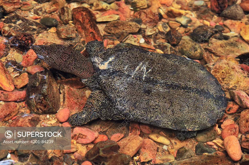 Malayan Softshell Turtle (Dogania subplana) in shallow water, Gunung Leuser National Park, northern Sumatra, Indonesia
