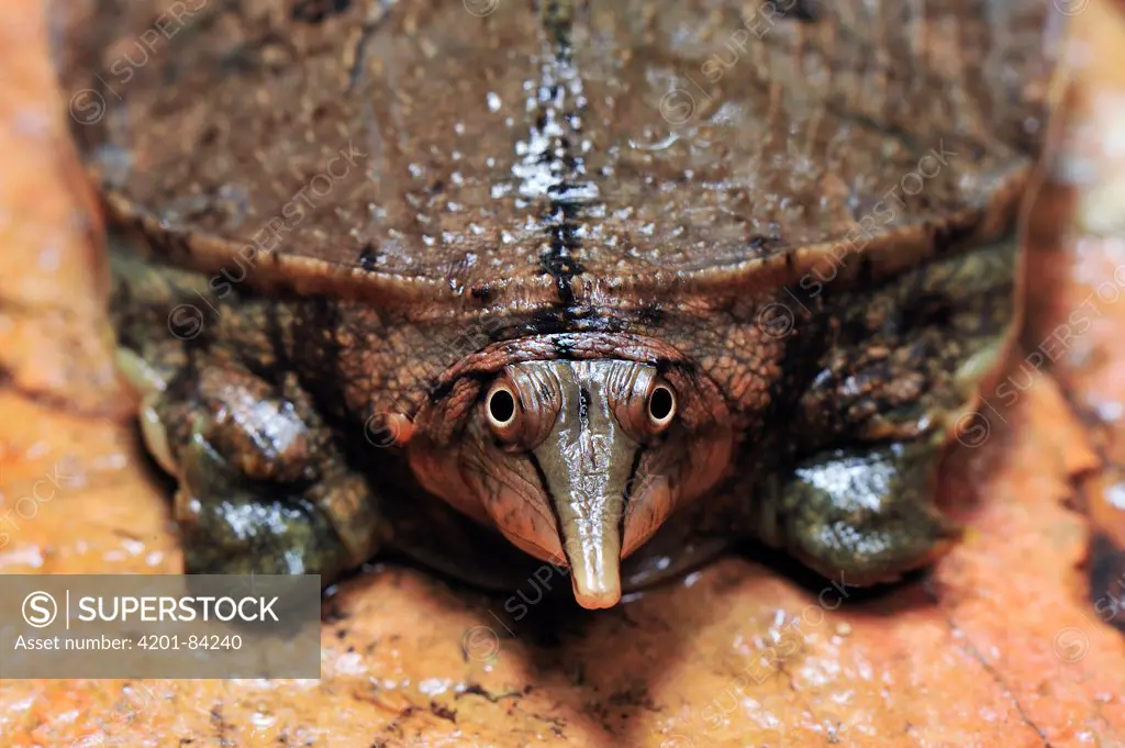 Malayan Softshell Turtle (Dogania subplana), Gunung Leuser National Park, northern Sumatra, Indonesia