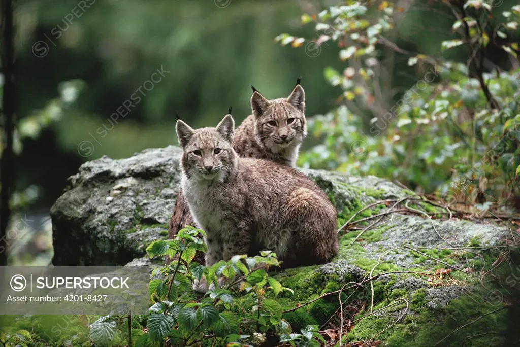 Eurasian Lynx (Lynx lynx) pair, Europe
