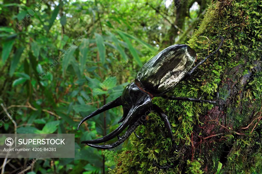 Atlas Beetle (Chalcosoma caucasus) in rainforest, Cameron Highlands, Malaysia