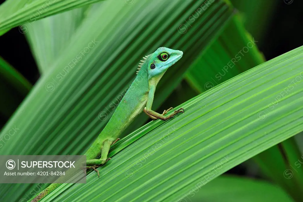 Green Crested Lizard (Bronchocela cristatella), Cameron Highlands, Malaysia