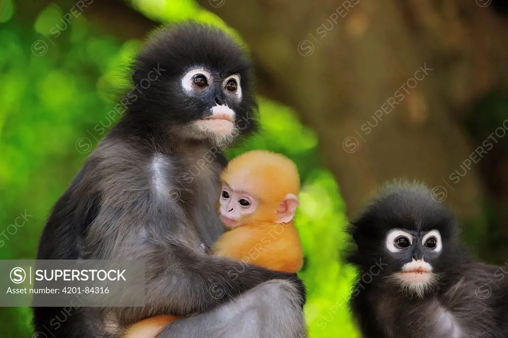 Dusky Leaf Monkey (Trachypithecus obscurus) adult and mother with baby, Khao Sam Roi Yot National Park, Thailand