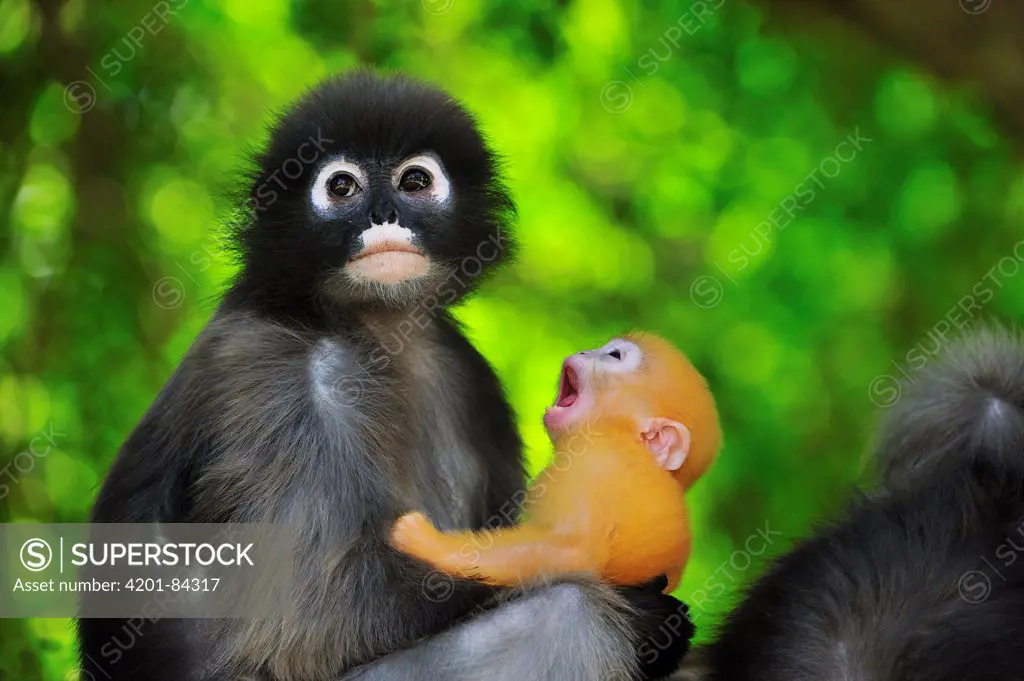 Dusky Leaf Monkey (Trachypithecus obscurus) mother with yawning baby, Khao Sam Roi Yot National Park, Thailand