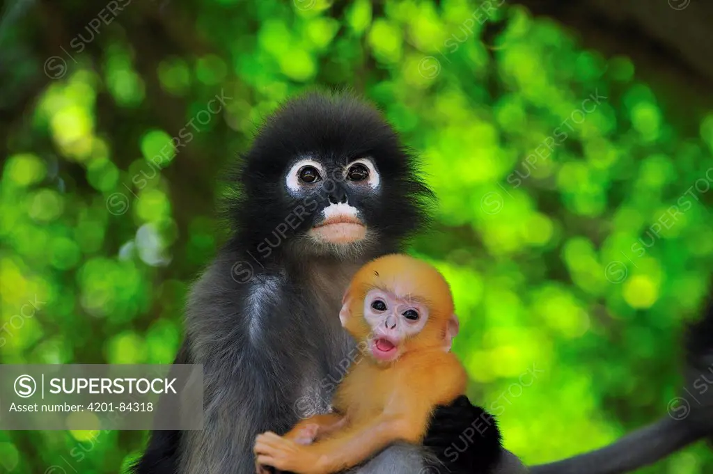 Dusky Leaf Monkey (Trachypithecus obscurus) mother with baby, Khao Sam Roi Yot National Park, Thailand