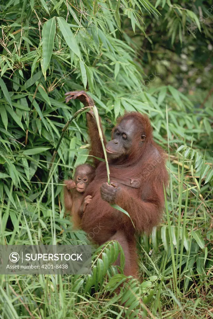 Orangutan (Pongo pygmaeus) mother with baby, Tanjung Puting National Park, Borneo