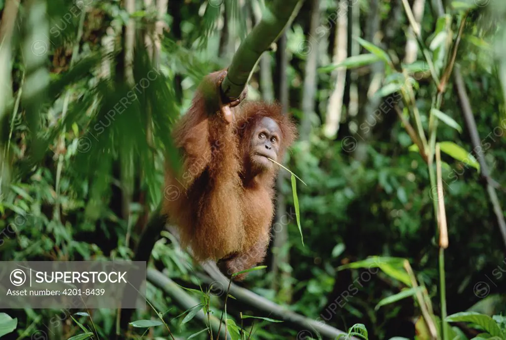 Orangutan (Pongo pygmaeus), Gunung Leuser National Park, Sumatra